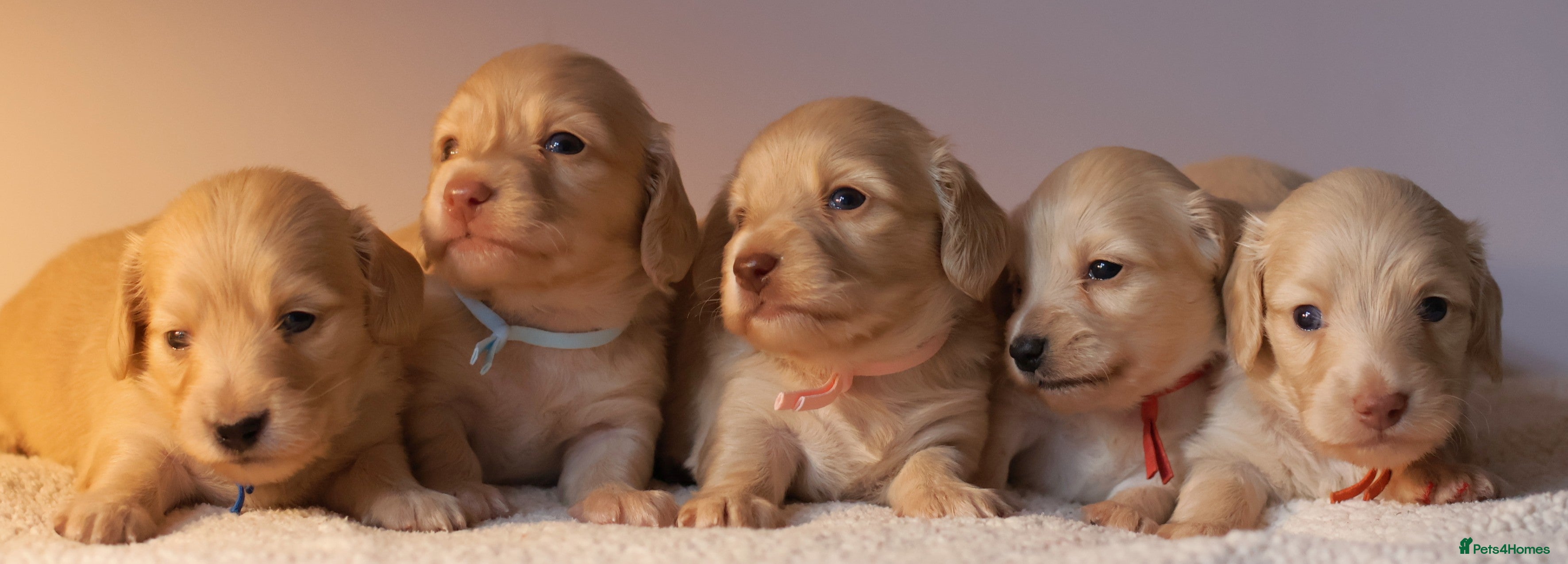 Miniature Dachshund dogs 5*Licensed+CREAMLONGHAIR+KCreg+PRACLEAR+Vetchecked - Advert 7
