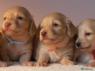 Miniature Dachshund dogs 5*Licensed+CREAMLONGHAIR+KCreg+PRACLEAR+Vetchecked - Advert 3