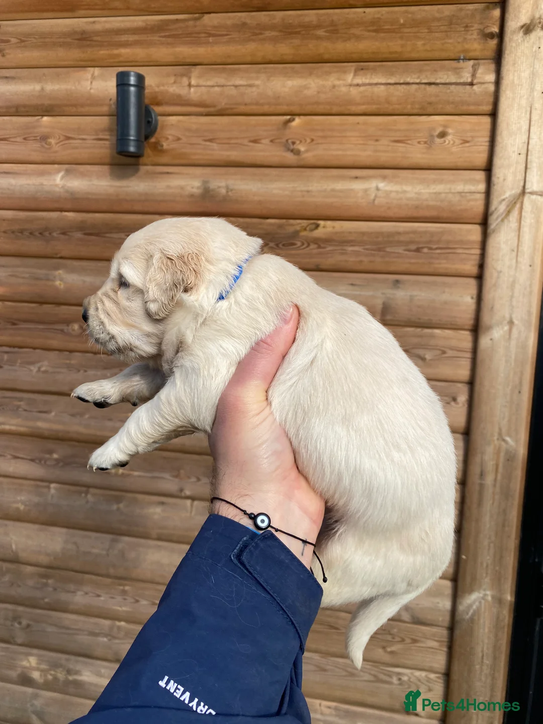 Golden Retriever dogs for sale: 💛🤍 5 Star ⭐️🐶 Golden Retriever Pups 🐶 🌟🤍💛 - Advert 25