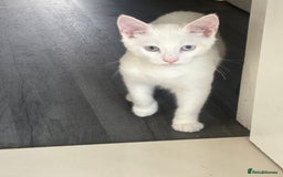 Turkish Angora cats for sale: White deaf kitten looking for a home.  - Image 4