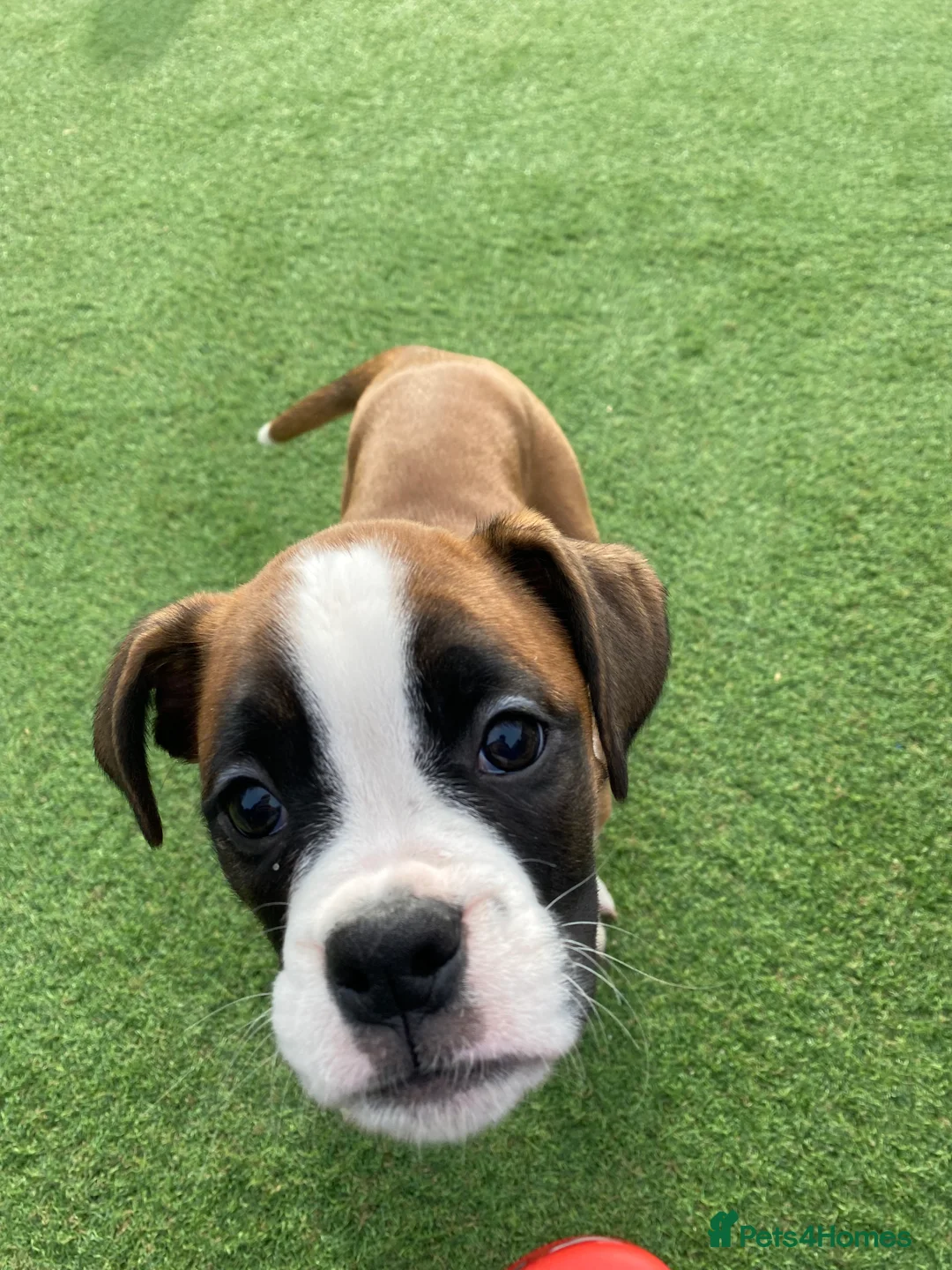 Boxer dogs for sale: Boxer puppies  - Advert 9