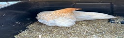 Chickens poultry for sale: 2 female bantam Wyandotte for sale - Advert 3