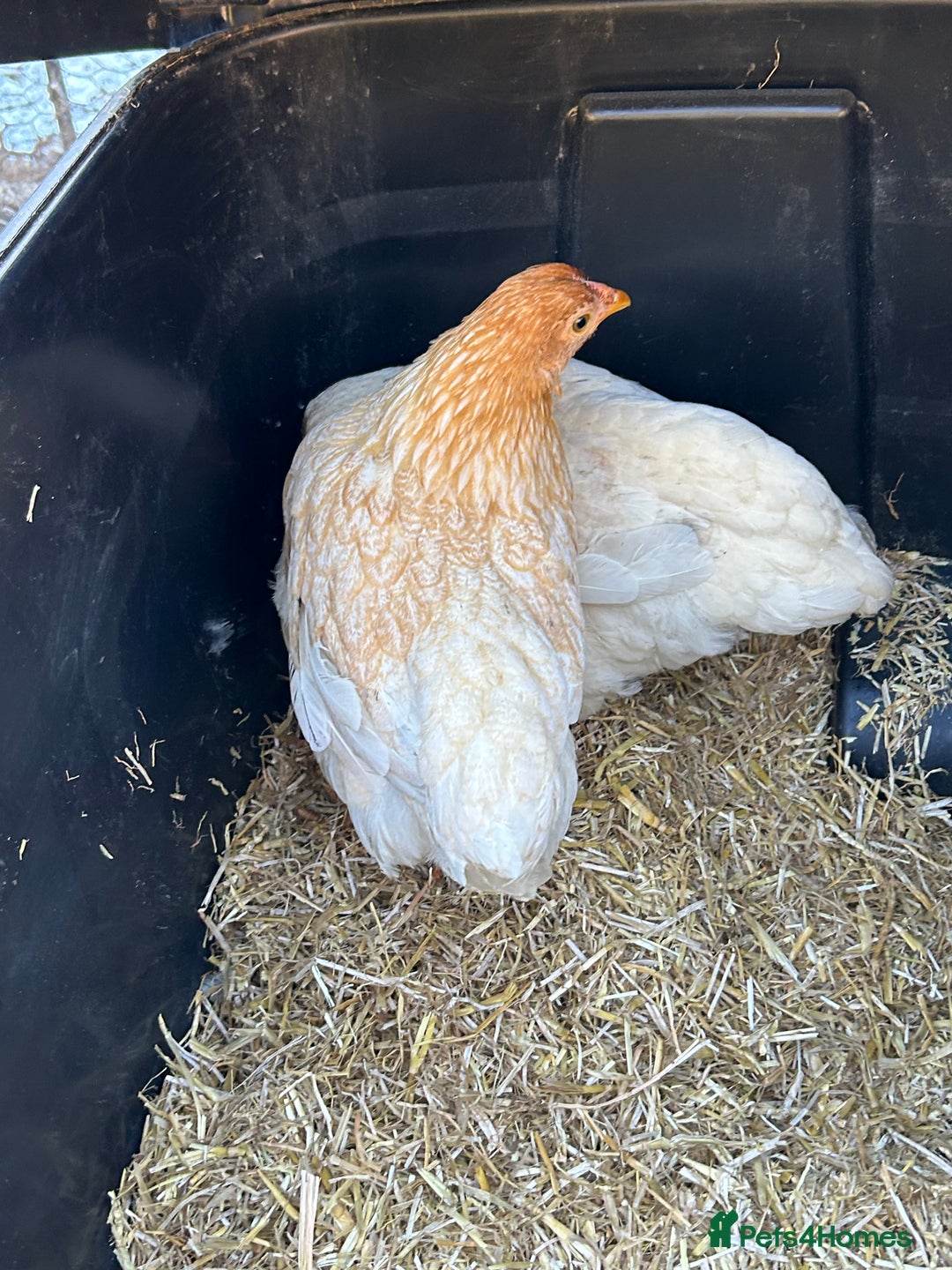 Chickens poultry for sale: 2 female bantam Wyandotte for sale - Advert 3