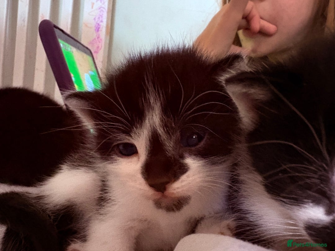 Mixed Breed cats for sale: Beautiful kittens for sale 🐈‍⬛ - Image 2