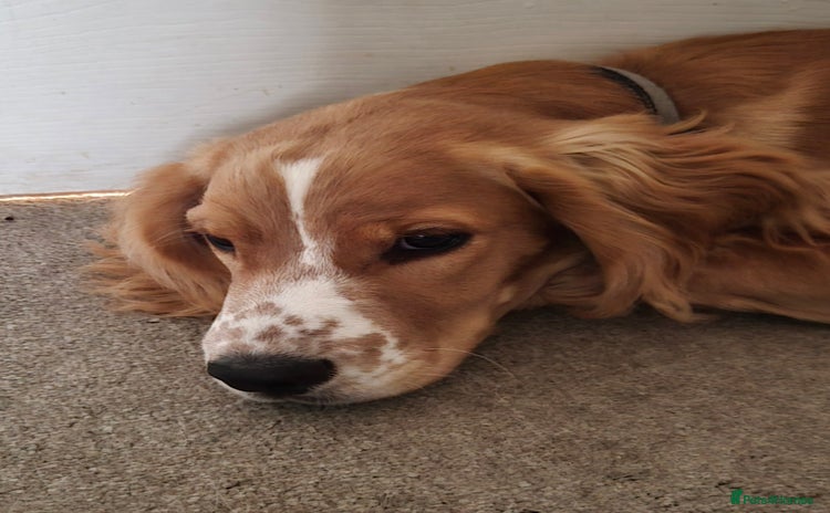 Cocker Spaniel dogs for sale - Advert 1