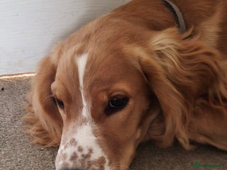 Cocker Spaniel dogs - Advert 32