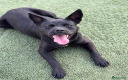 Mixed Breed dogs for adoption: Loving Beatrix looking For LOVE - Image 14
