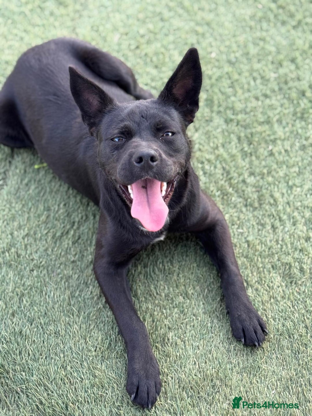 Mixed Breed dogs for adoption: Loving Beatrix looking For LOVE - Image 14