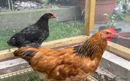 Chickens poultry for sale: rooster 14 10 weeks chicken male cocks Preston - Image 3
