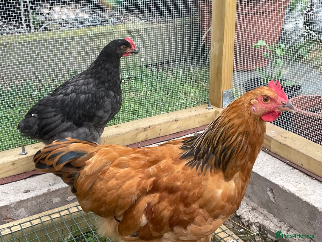 Chickens poultry for sale: rooster 14 10 weeks chicken male cocks Preston - Image 3
