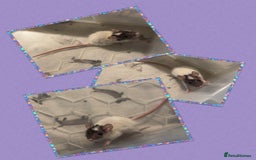 Rat rodents for sale: Baby rats ready now - Image 1