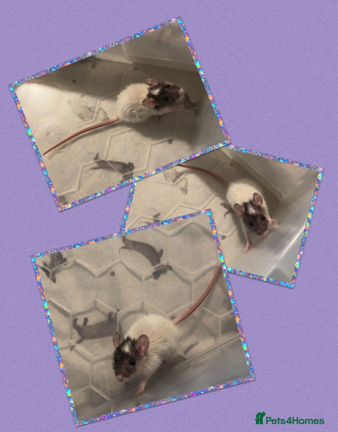 Rat rodents for sale: Baby rats ready now - Image 1