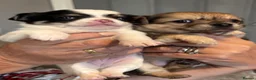 Chihuahua dogs for sale: Stunning chihuahua pups available boy&girl  - Advert 15