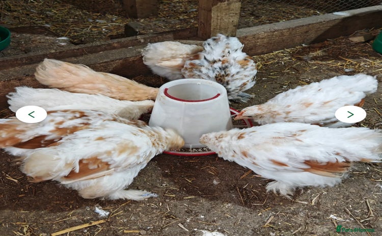 Chickens poultry - Advert 1