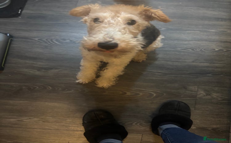 Fox Terrier dogs - Advert 3