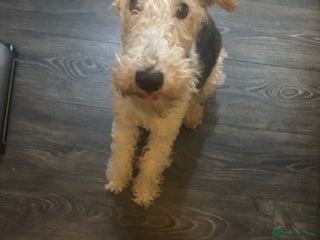 Fox Terrier dogs - Advert 13