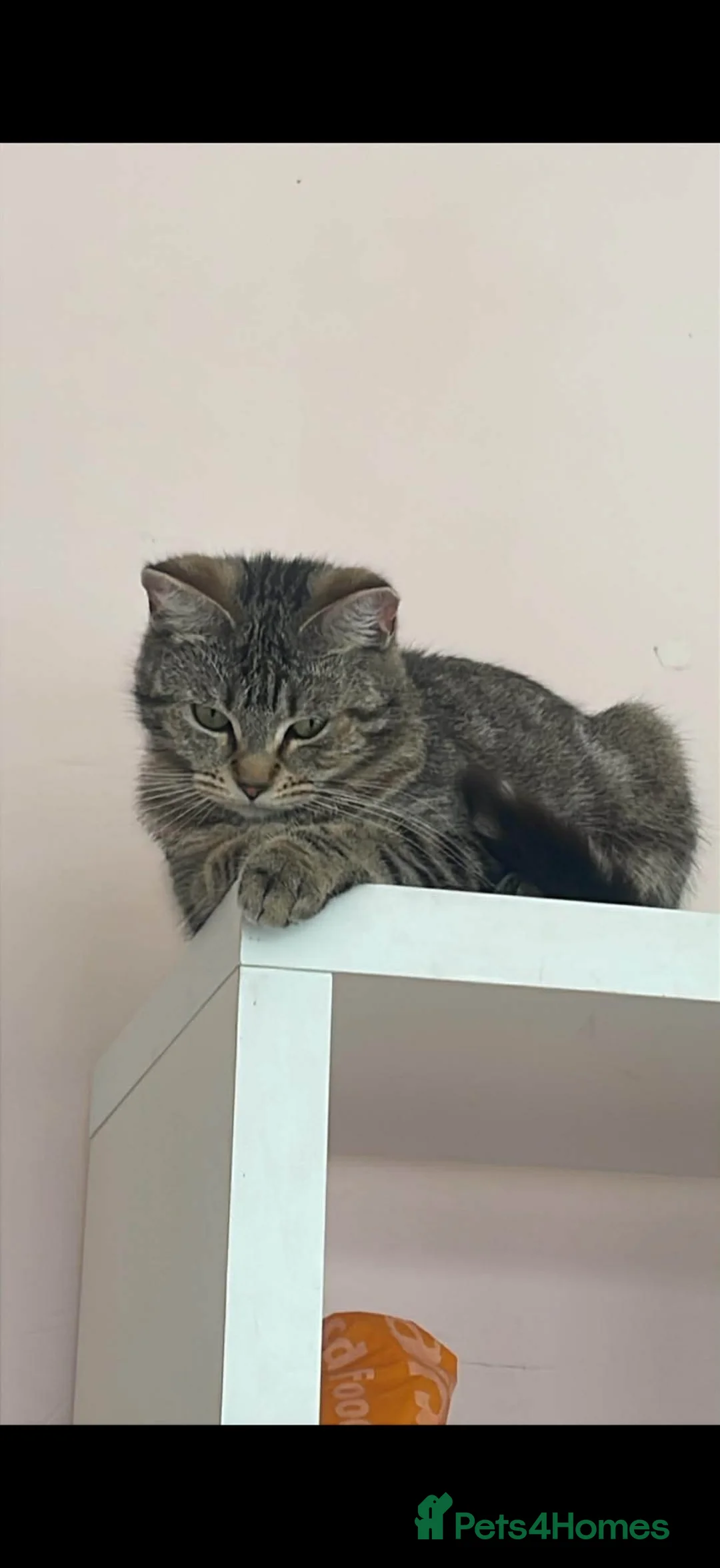 Mixed Breed cats for sale: 1 Ragdoll X british short hair and one Mixed Tabby - Advert 2