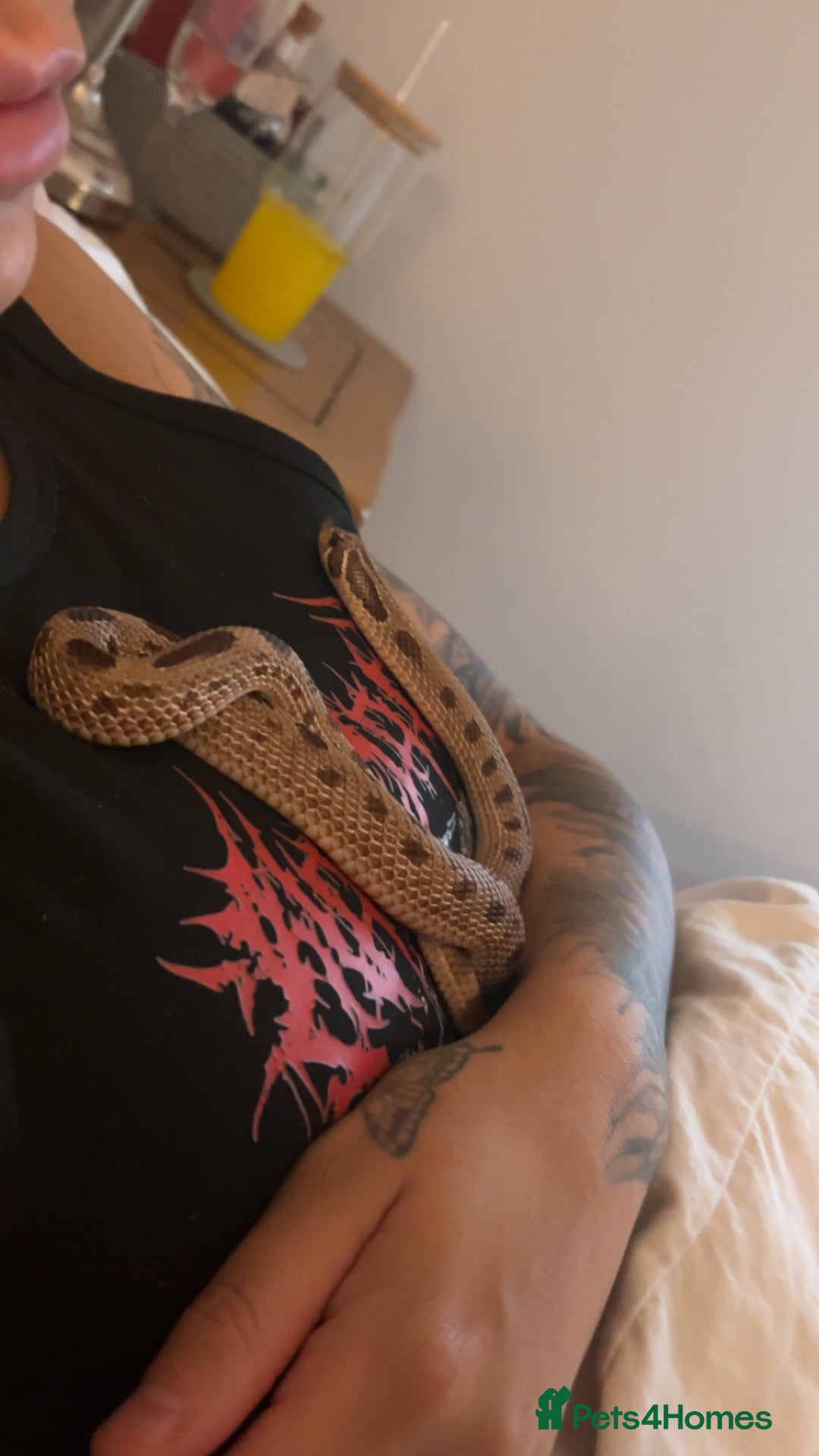 Snake reptiles for sale: Western hognose 3 years old with full setup. - Image 4