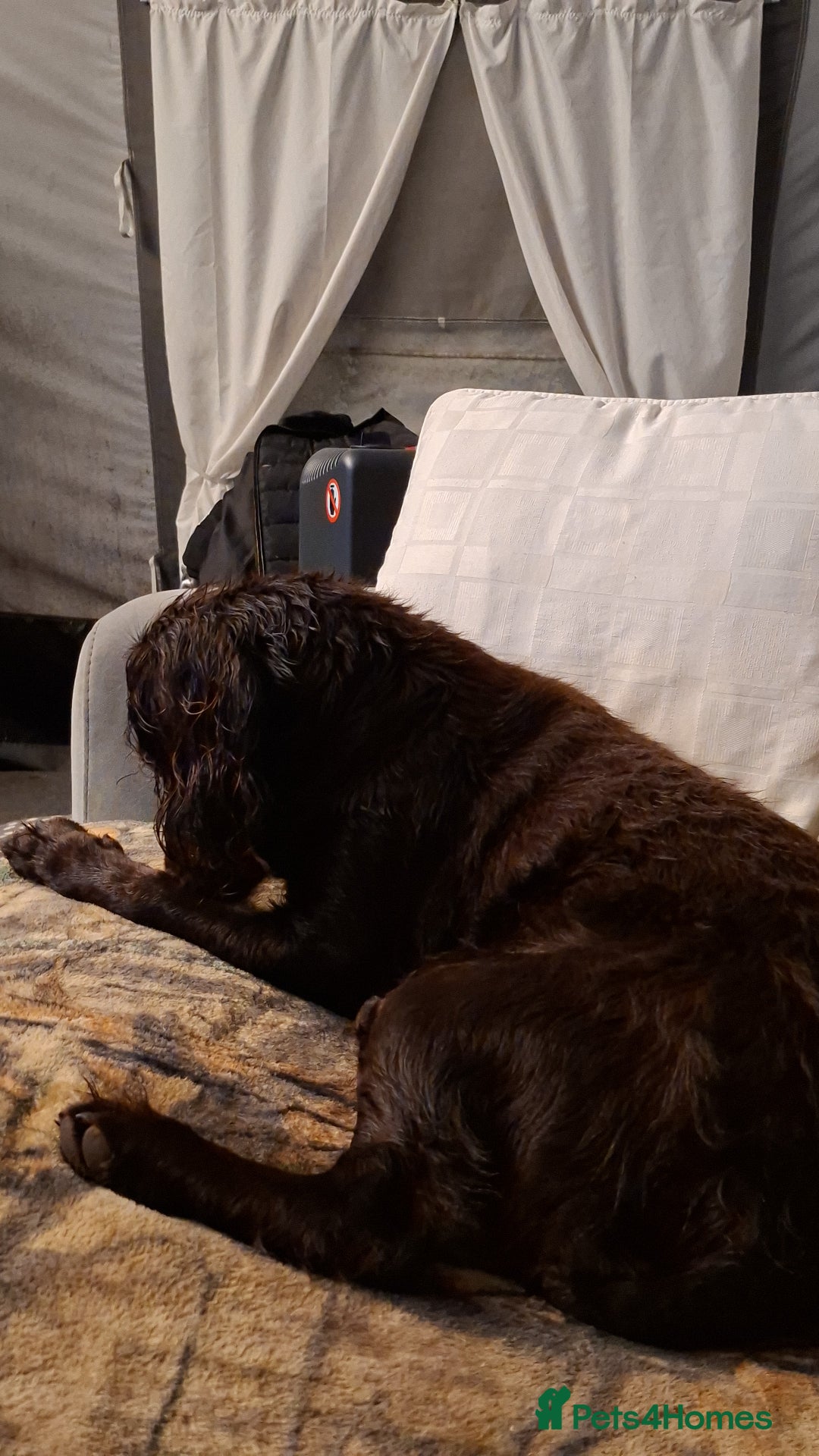 Cocker Spaniel dogs for sale: Gorgeous Guys & Gal - Advert 7