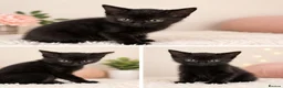 Mixed Breed cats for sale: Three Midnight Cuddles in London - Advert 3