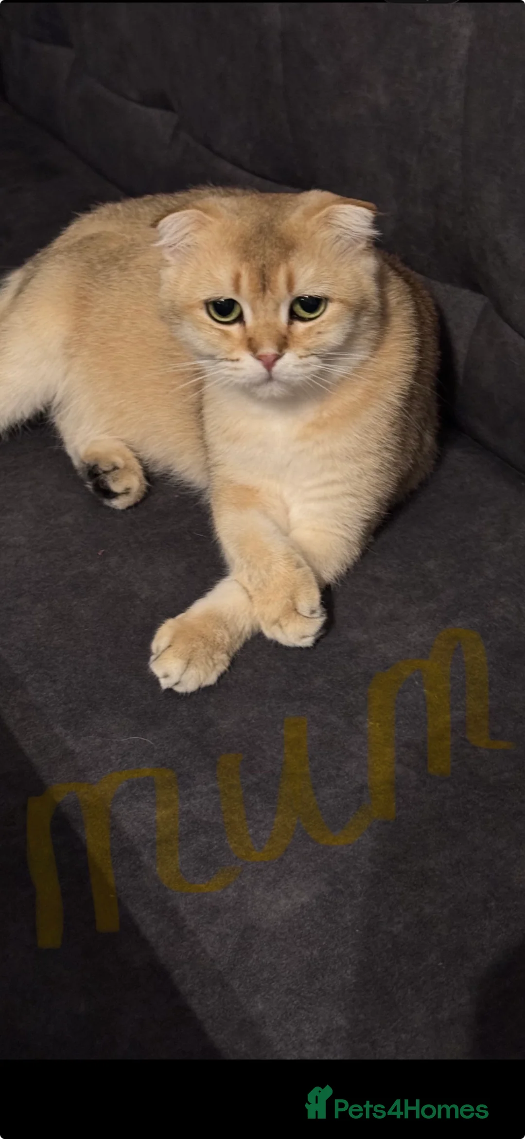 Scottish Fold cats for sale: Scottish Fold and Straight purebreds Kittens - Advert 11