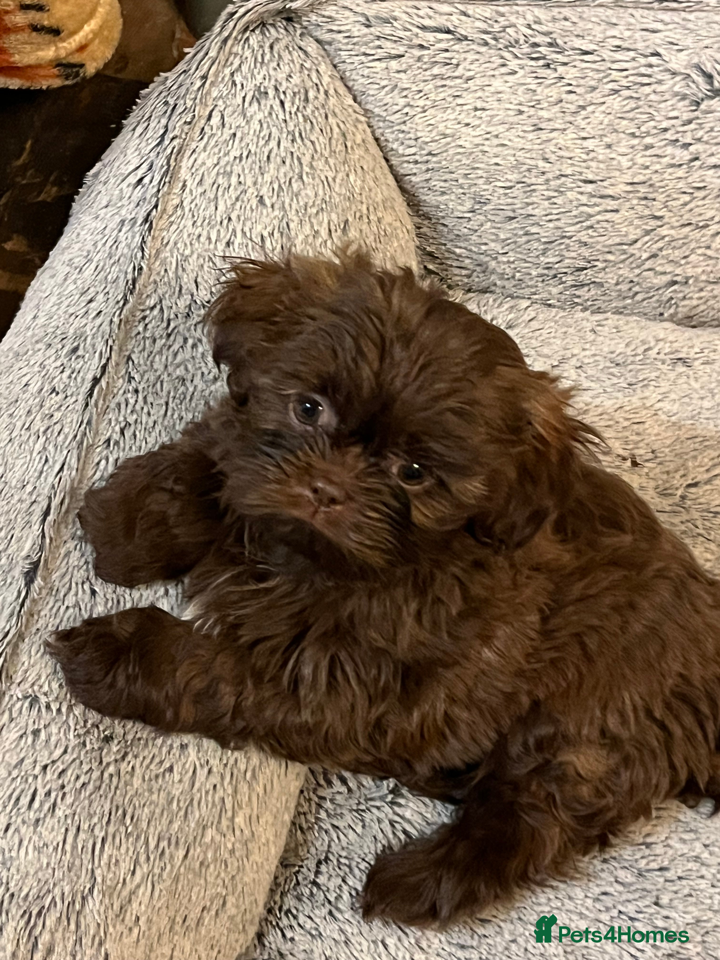 Shih Tzu dogs Stunning lavender Shih Tzu boy ready to go  - Advert 21