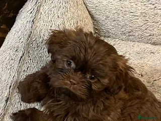 Shih Tzu dogs Stunning lavender Shih Tzu boy ready to go - Advert 21