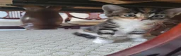 Mixed Breed cats for sale: 6 Kittens Ready for sale in Harrow - Advert 8