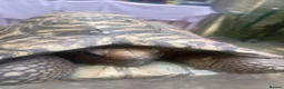 Tortoise reptiles for sale: Leopard male trortiose - Advert 2