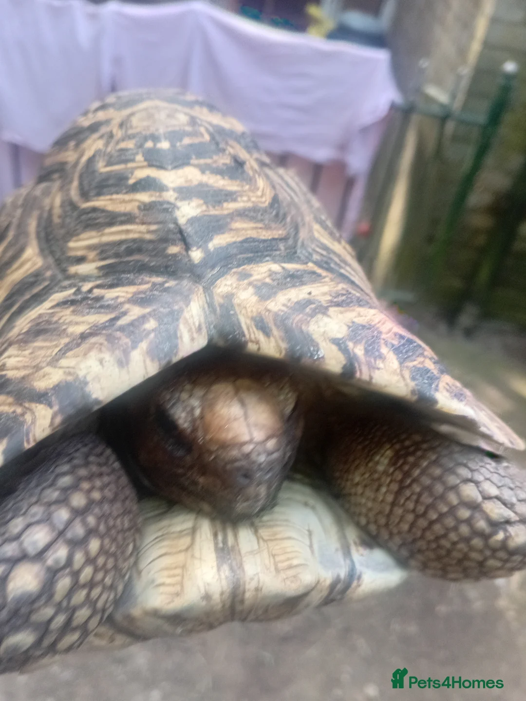Tortoise reptiles for sale: Leopard male trortiose - Advert 2