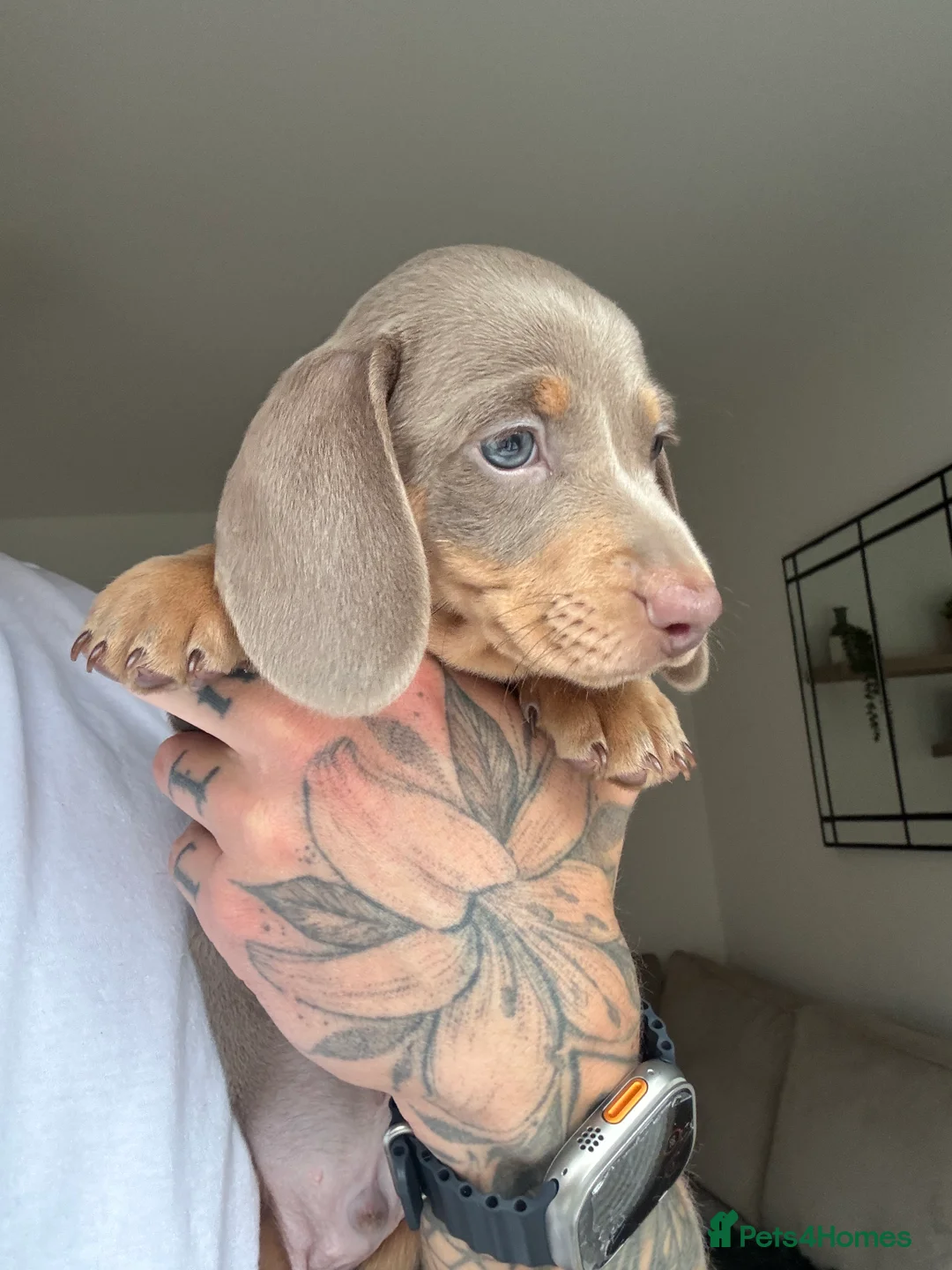 Miniature Dachshund dogs for sale: Beautiful Isabella and Tan Miniature Dachshunds  - Advert 13