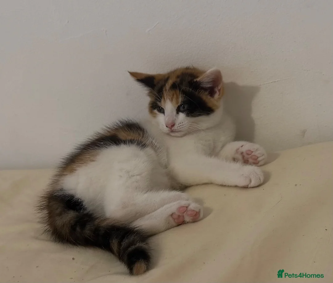 Mixed Breed cats for sale: Beautiful kitty looking for forever home  - Advert 2