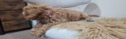 Cockapoo dogs for sale: Beautiful cockapoo girl pup - Advert 9
