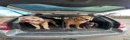 Double Doodle dogs for stud: First time Stud - handsome caramel double doodle - Advert 5