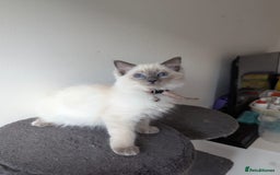 Ragdoll cats for sale:  Ragdoll kittens  - Image 29