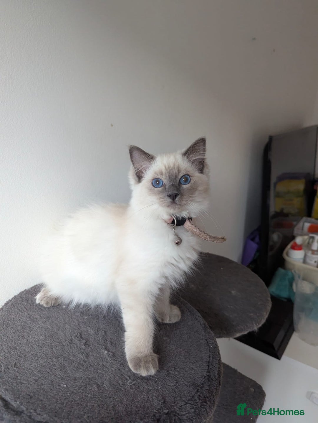 Ragdoll cats for sale:  Ragdoll kittens  - Image 29