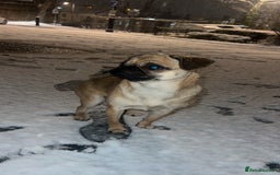 Mixed Breed dogs for sale: Jug for sale - Image 9