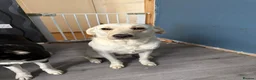Borador dogs for stud: Borador for stud  - Advert 3