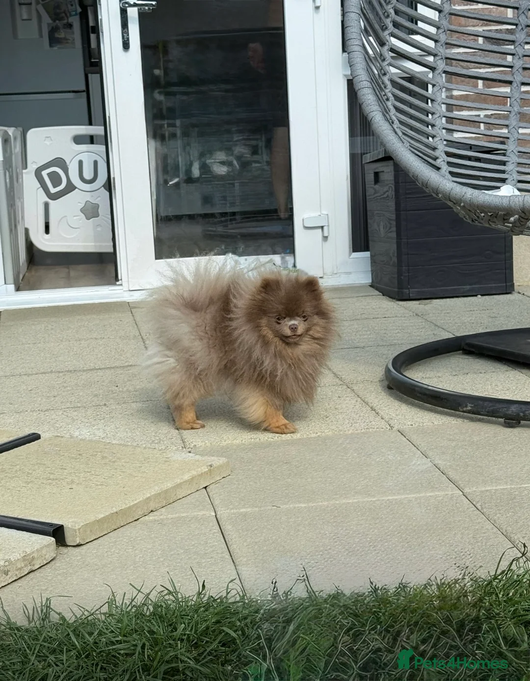 Pomeranian dogs for stud: Exclusive KC Lilac Tan Teddy 🧸 - Advert 4