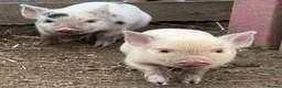 Pig livestock for sale: 🐷💛ADORABLE MINI PIGLETS💛🐷 - Advert 4