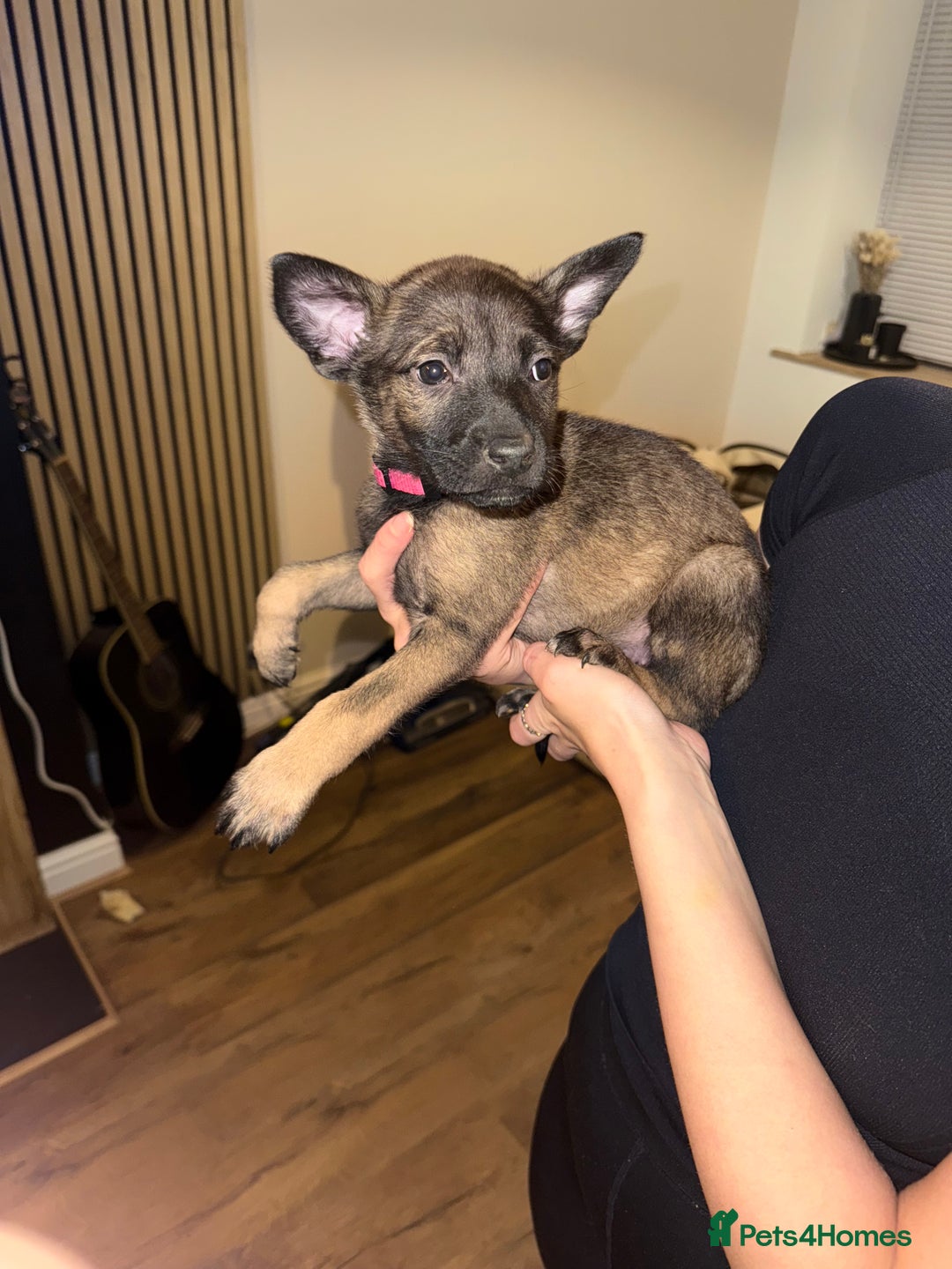 Belgian Shepherd Dog dogs for sale: Pure Belgian Malinois Puppies - Advert 4