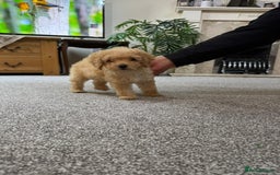 Maltipoo dogs for sale: Adorable Maltipoo Puppy  - Image 2