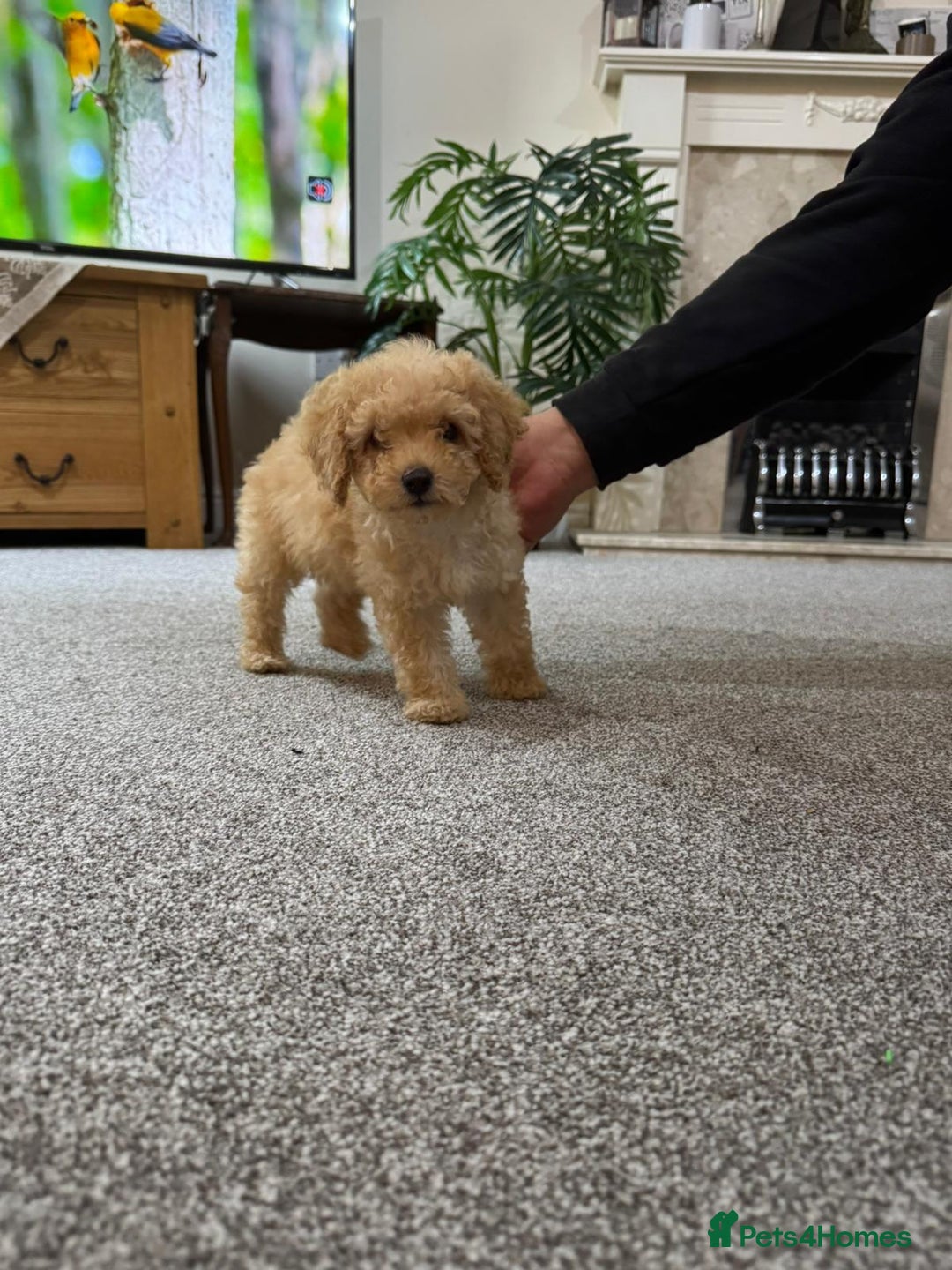 Maltipoo dogs for sale: Adorable Maltipoo Puppy  - Image 2