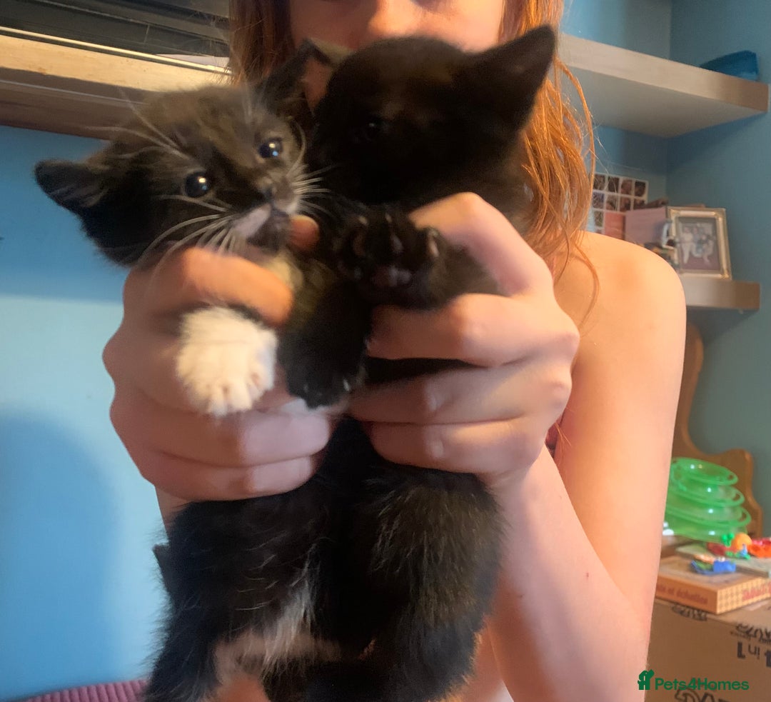 British Shorthair cats for sale: Beautiful kittensSOLD - Image 1