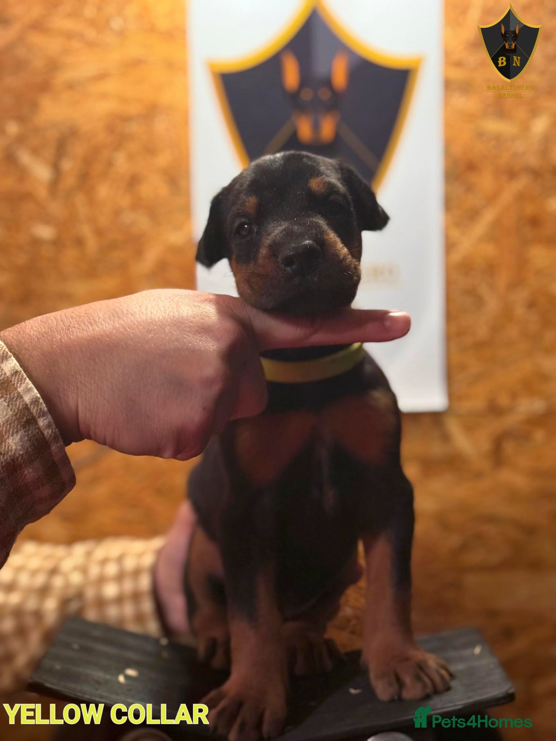 Dobermann dogs for sale: 🐾 Dobermann puppies/KC reg🐾 Top Pedigree - Advert 29