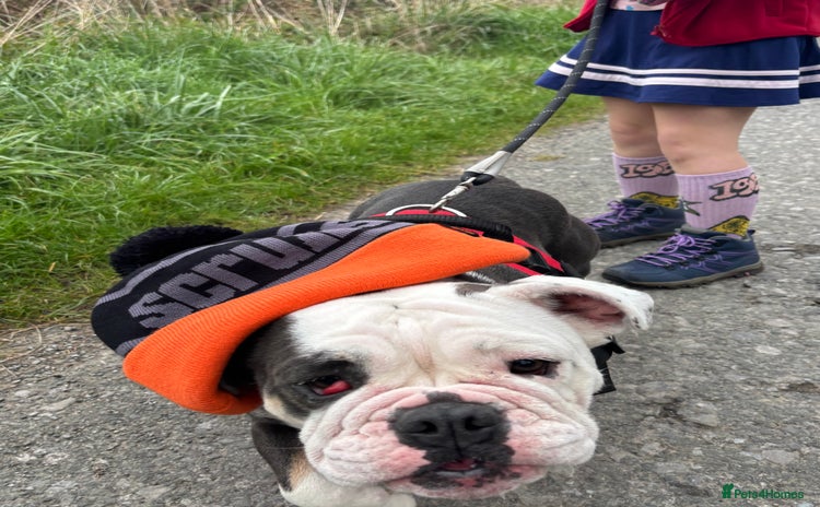 English Bulldog dogs - Advert 1