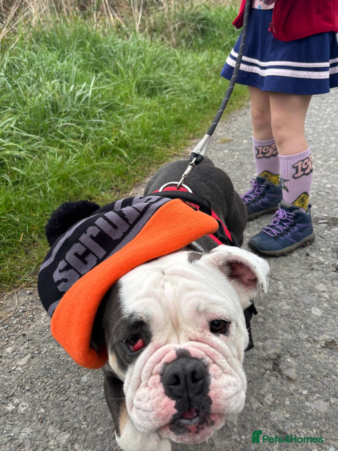 English Bulldog dogs for sale: English Bulldog for Rehoming - Image 1