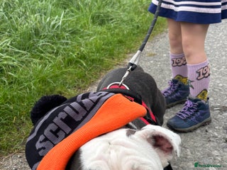 English Bulldog dogs - Advert 5