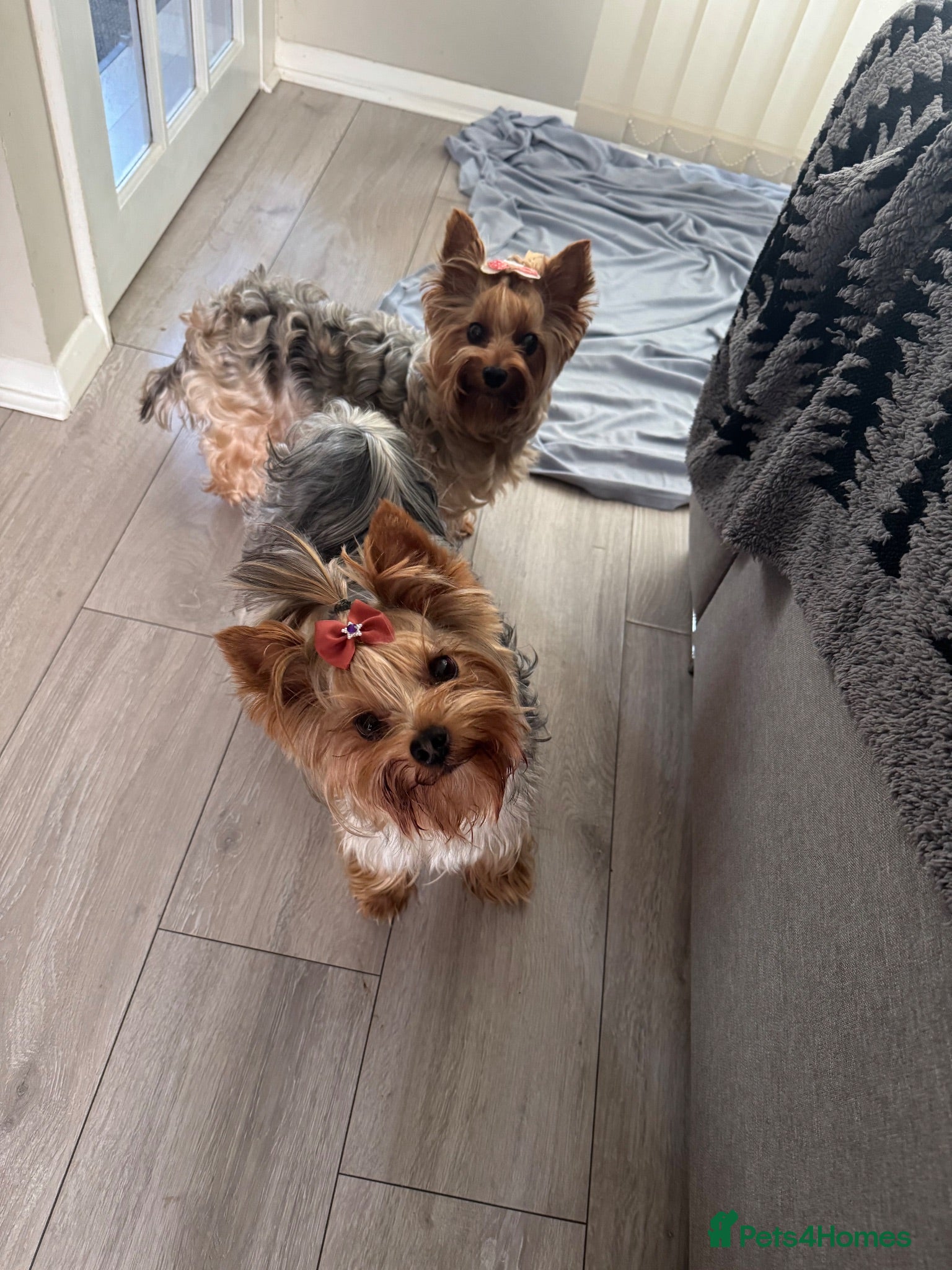 Yorkshire Terrier dogs Miniature Yorkshire terrier puppies  - Advert 2