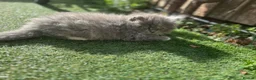 Persian cats for sale: Fluffy kitten  in Greenford - Advert 9